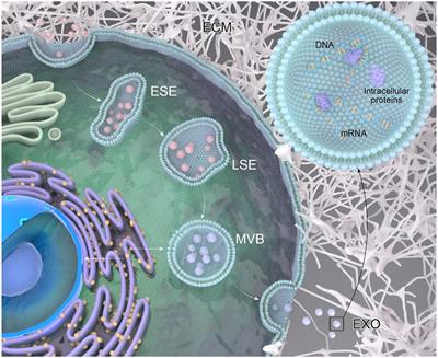 A recognition of exosomes as regulators of epigenetic mechanisms in central nervous system diseases